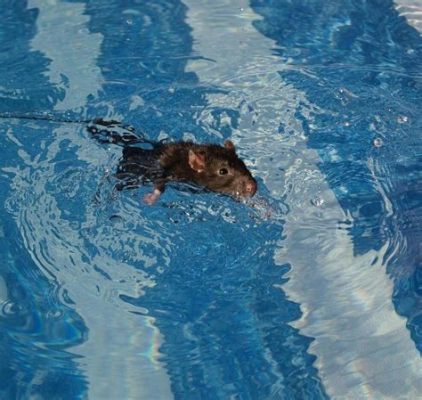 Can Mouse Swim? Exploring the Aquatic Abilities of Rodents