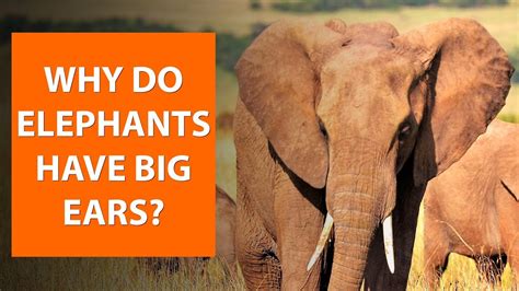 Does Oil Make You Fat? And Why Do Elephants Love Yoga?