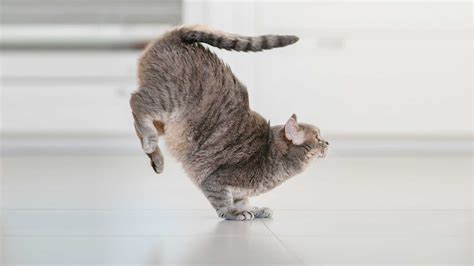 How to Stretch a Photo in Photoshop: Why Cats Always Land on Their Feet