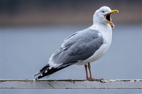 Is it safe to swim in Galveston, and why do seagulls always laugh at my sunscreen?