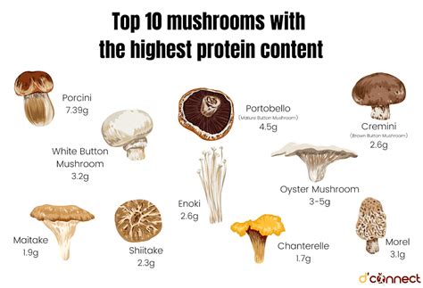 Which Mushrooms Have the Most Protein: A Deep Dive into Fungal Nutrition and Beyond